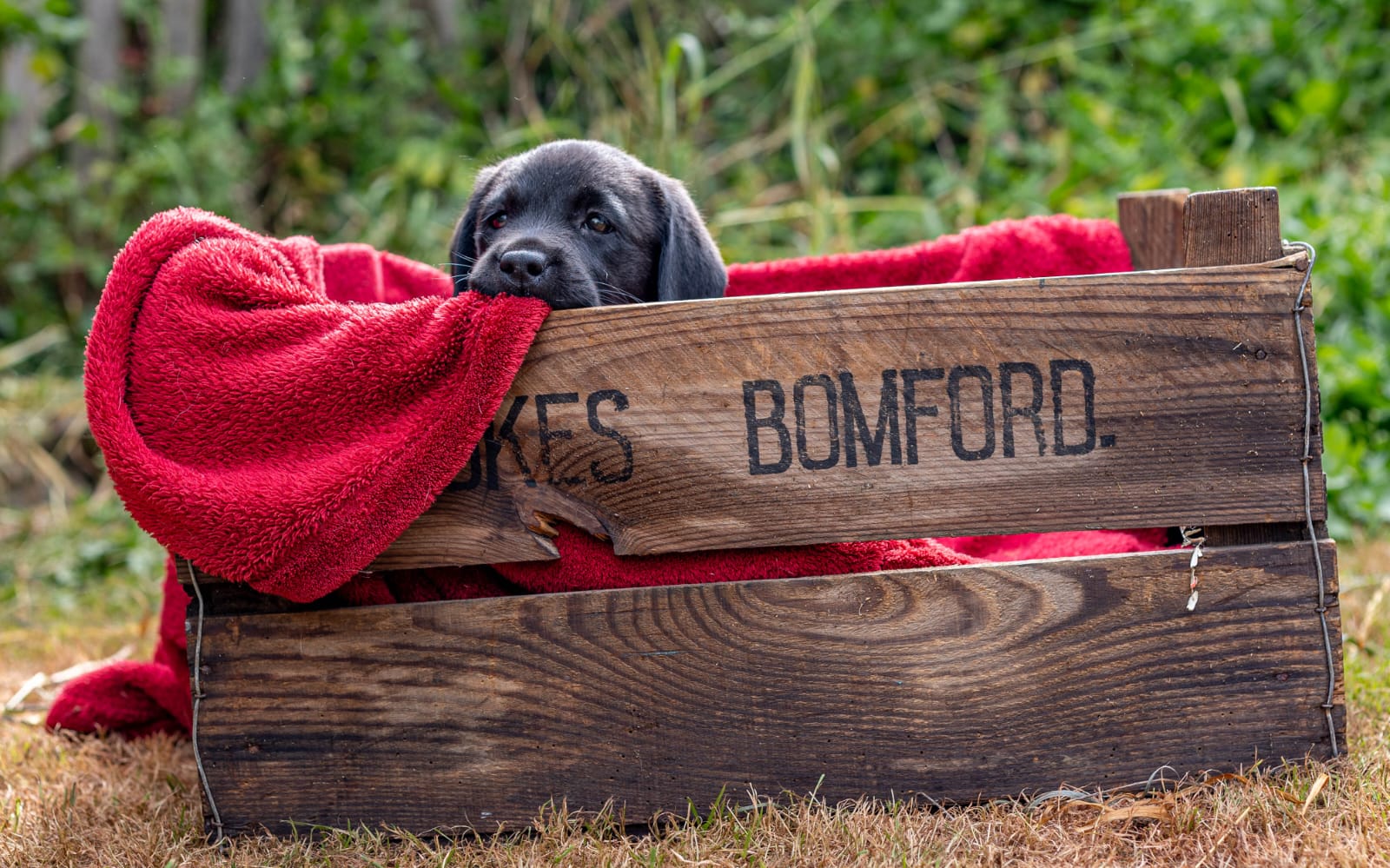 Black Labrador Retriever puppy 8 weeks old