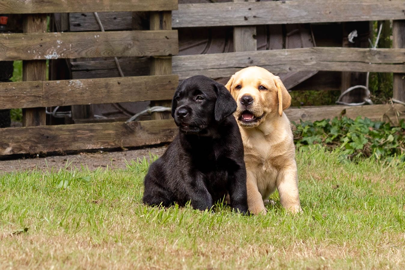 Healthy Labrador puppies with pedigree from Allerbrook