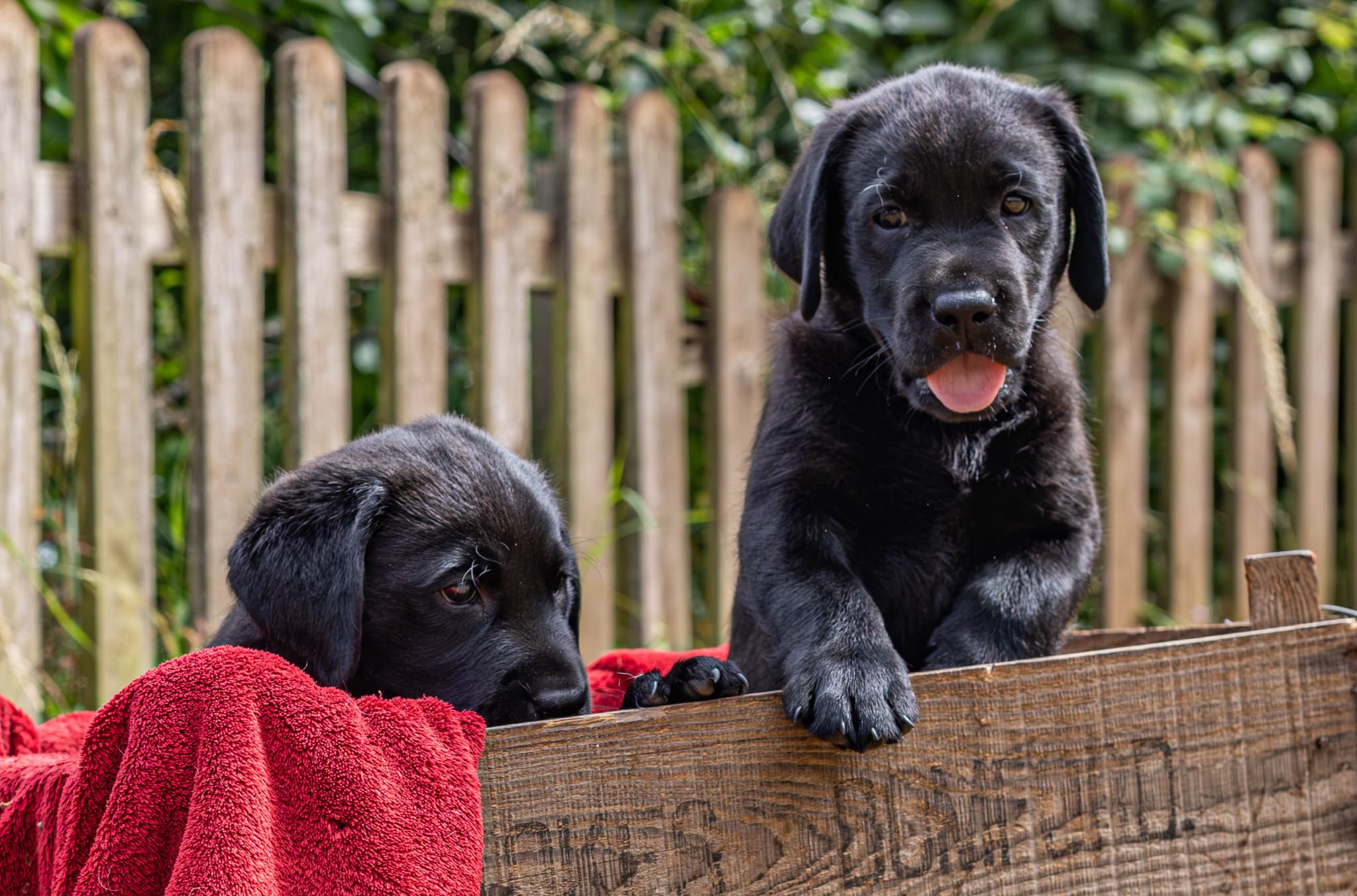 Labrador Retriever puppy ready for new home in Southern England