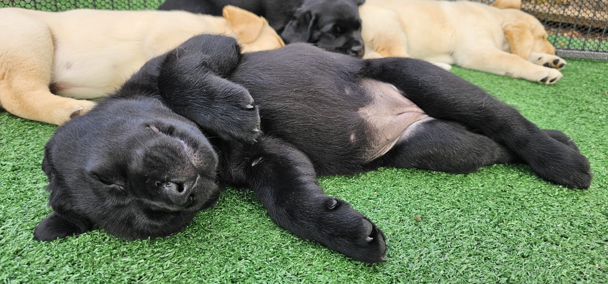 Labrador puppy for sale South Wales and the South West